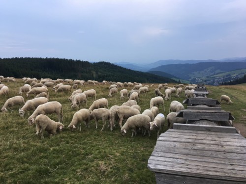 Haus-am-Bach-Todtnauberg-Schafe
