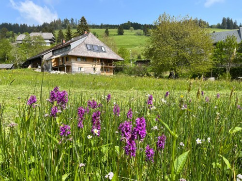 Haus-am-Bach_Wiese_Orchideen