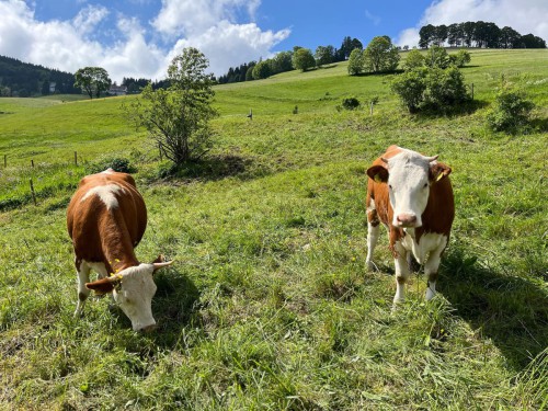 haus-am-bach-todtnauberg-kuehe